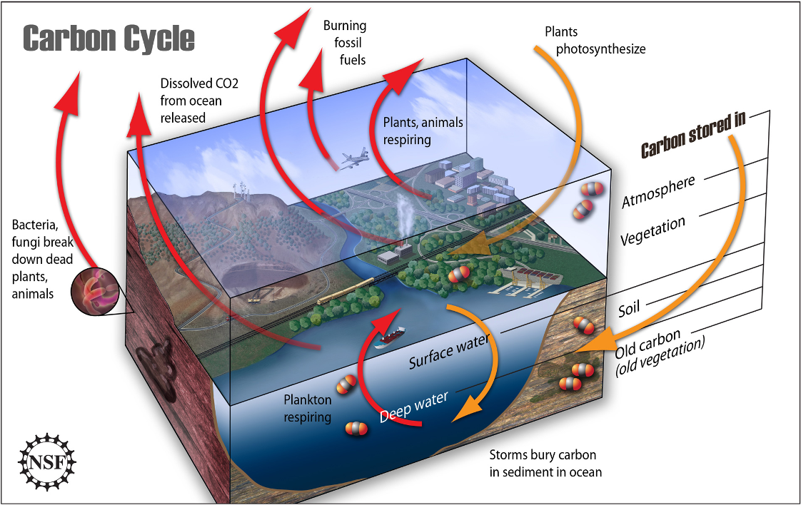 Carbon Cycle Image