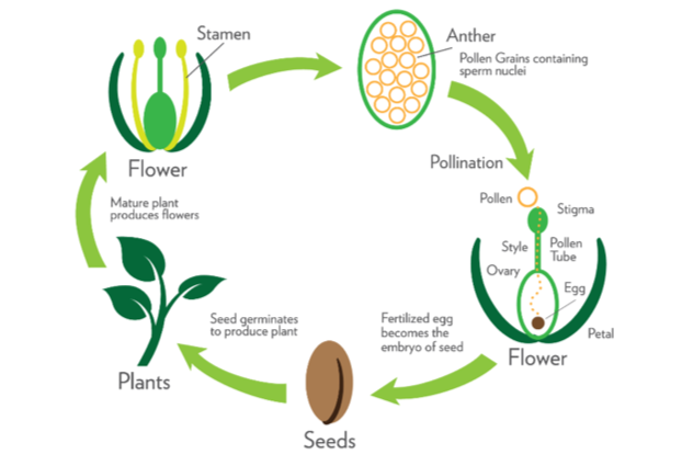 Plant Cycle