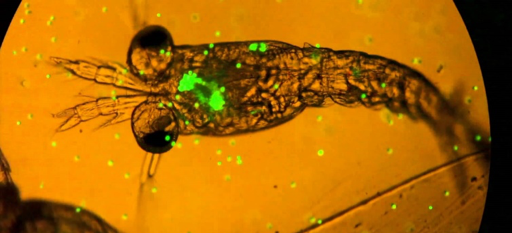 Plankton munching microplastics