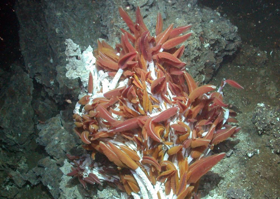 Organisms that grow near hydrothermal vents.