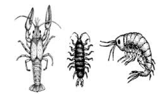 A picture of some magnificent macroinvertebrates. 