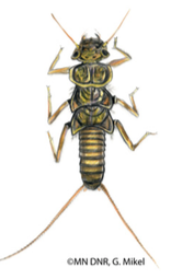 A macroinvertebrate. 