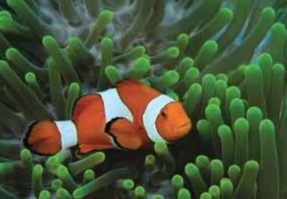 A picture of Amphiprion ocellaris