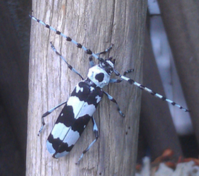Insect Tea Party