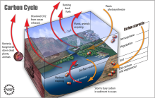 Carbon Cycle Image