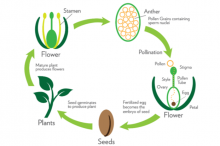 Plant Cycle