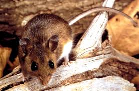 A picture of a Deer mouse. 